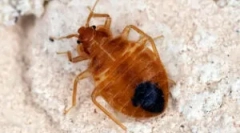 Selectivitatea bug-urilor musculare: de ce nu toată lumea mușcă